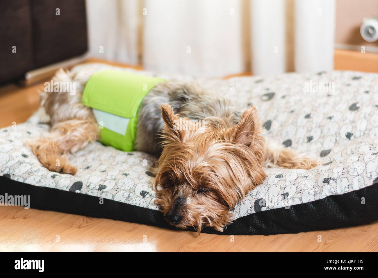 Dog in diaper. Senior Yorkshire terrier lying on his bed and wearing a