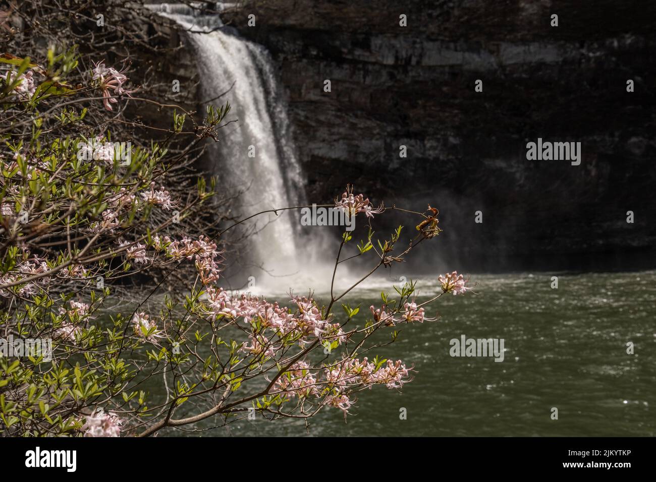A scenic view of a waterfalls with beautiful flowers on the foreground Stock Photo
