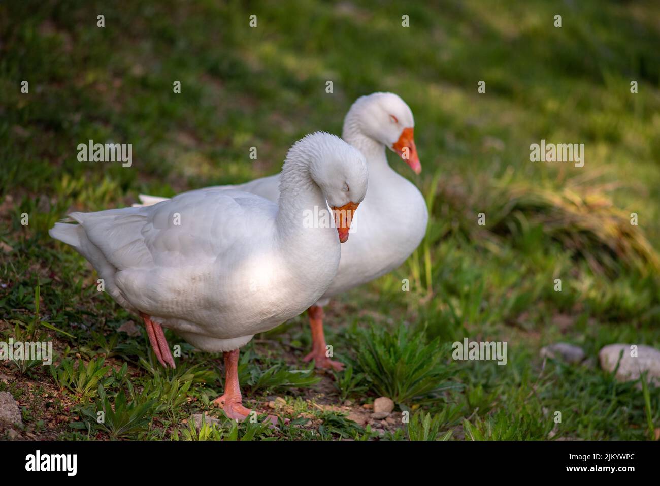 Sleeping geese hires stock photography and images Alamy
