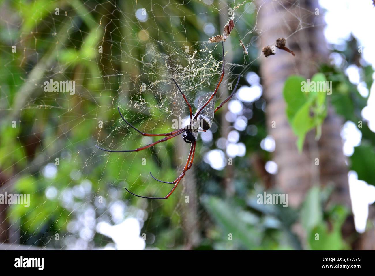 A spider in Thailand, Koh Mak Stock Photo