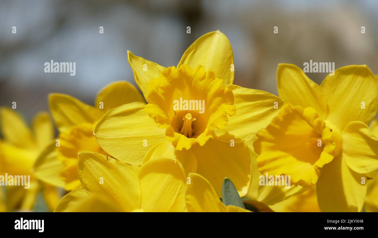Eine gelbe Narzisse im April mit unscharfem Hintergrund Stock Photo