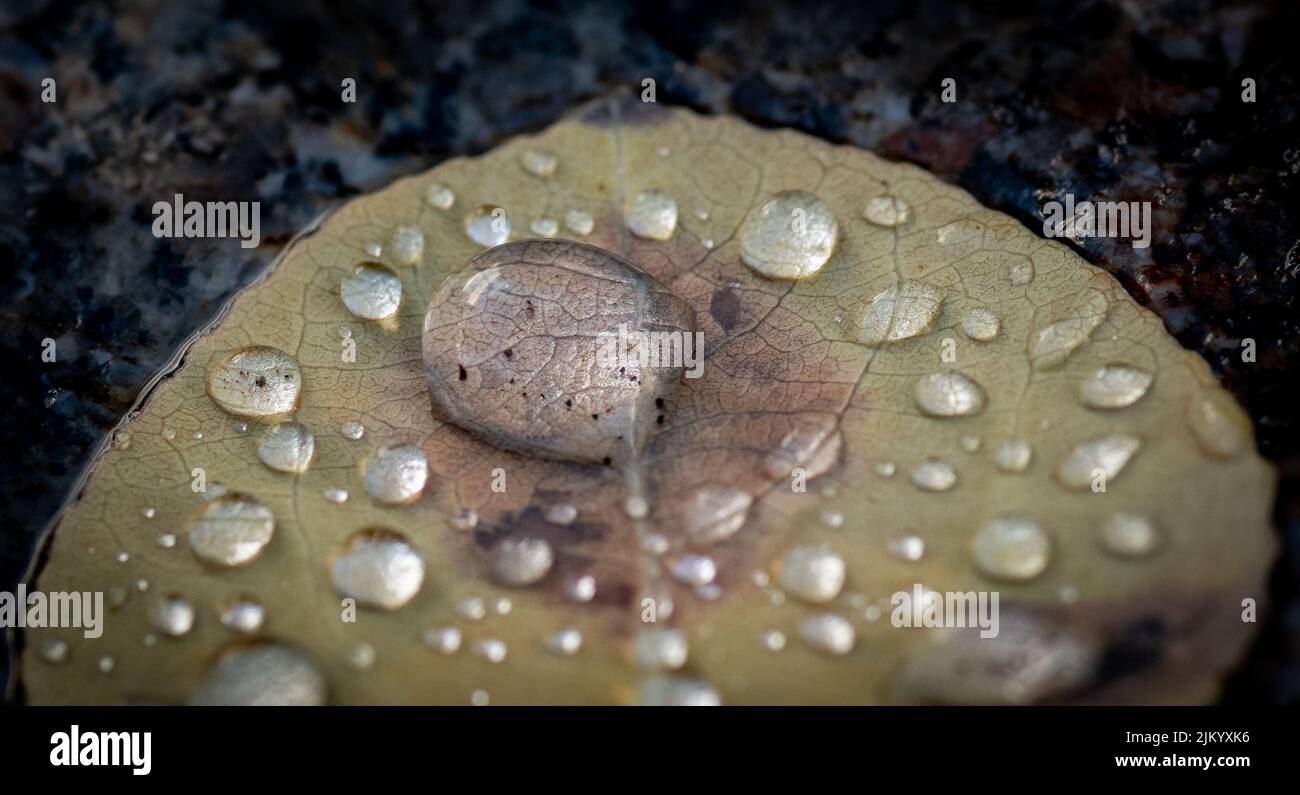 A closeup of water drops on an autumn leaf on the ground Stock Photo