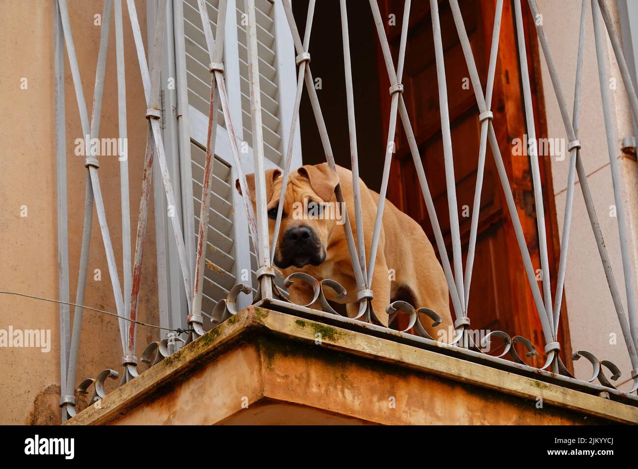 The photo shows a suspicious-looking dog peering through the railing of a balcony Stock Photo