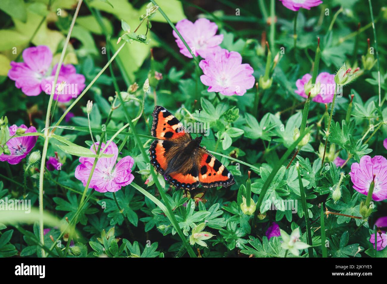 Tortoiseshell butterfly on flowering garden plant in summer (Aglais urticae, Nymphalis urticae) Stock Photo