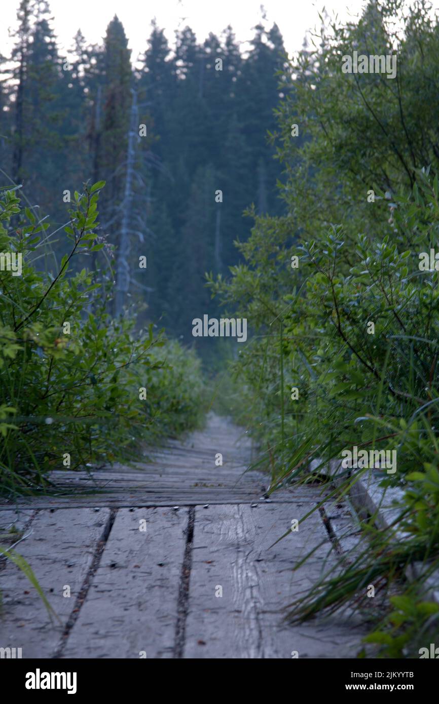Vertical shot park road hi-res stock photography and images - Alamy