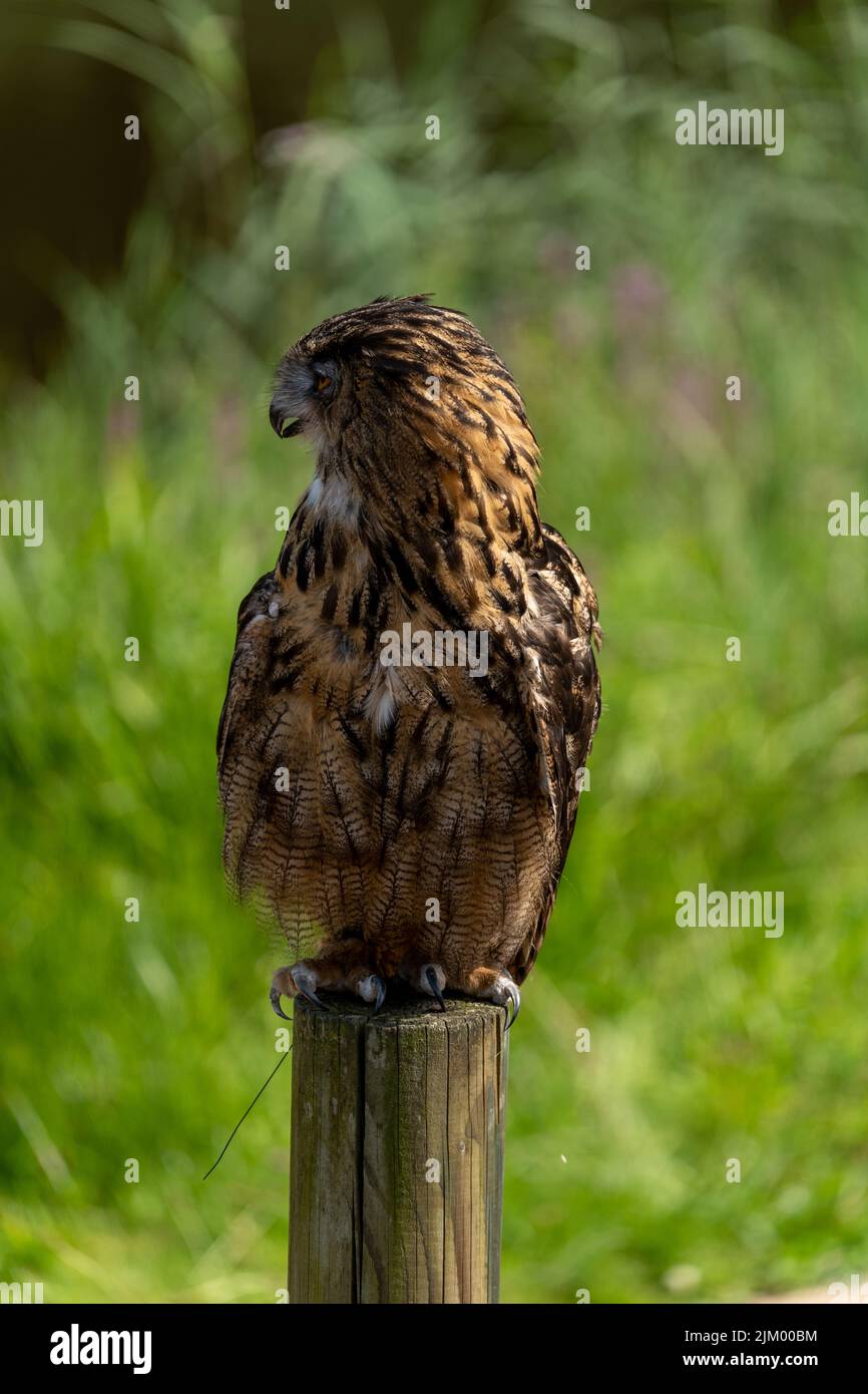 A vertical closeup of a forest eagle-owl settled on a wooden pole on blurred background Stock Photo