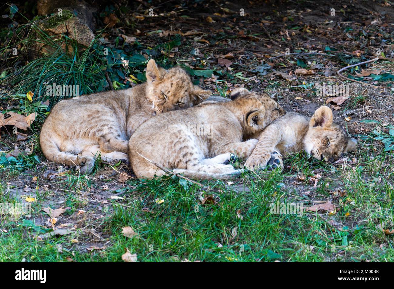 A closeup shot of 3 baby lions lying together in the grass at the Antwerp zoo,  Belgium Stock Photo