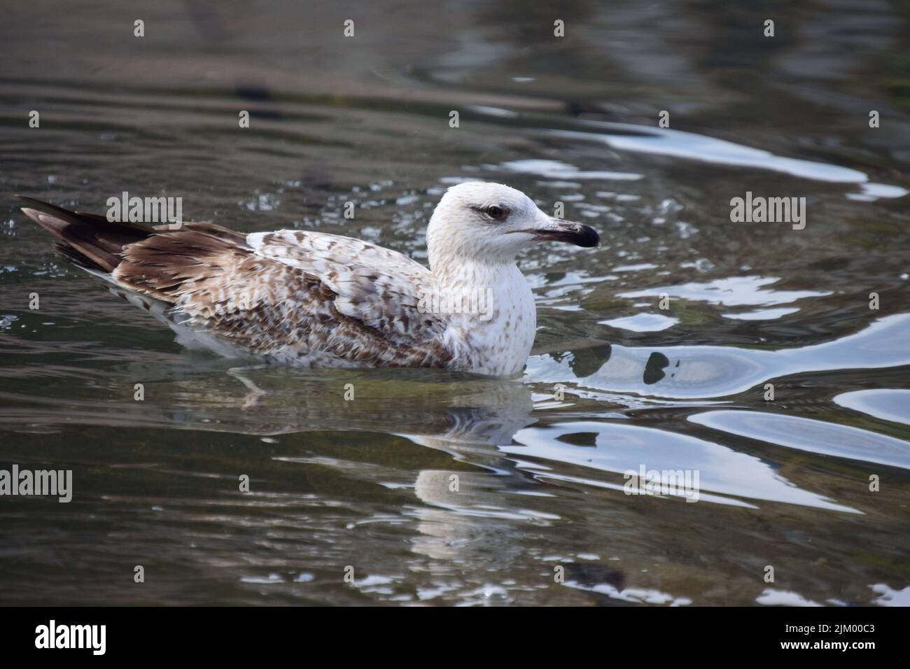 A closeup of a herring gull (Larus argentatus) with white and brown plumage bathing in a park pond Stock Photo