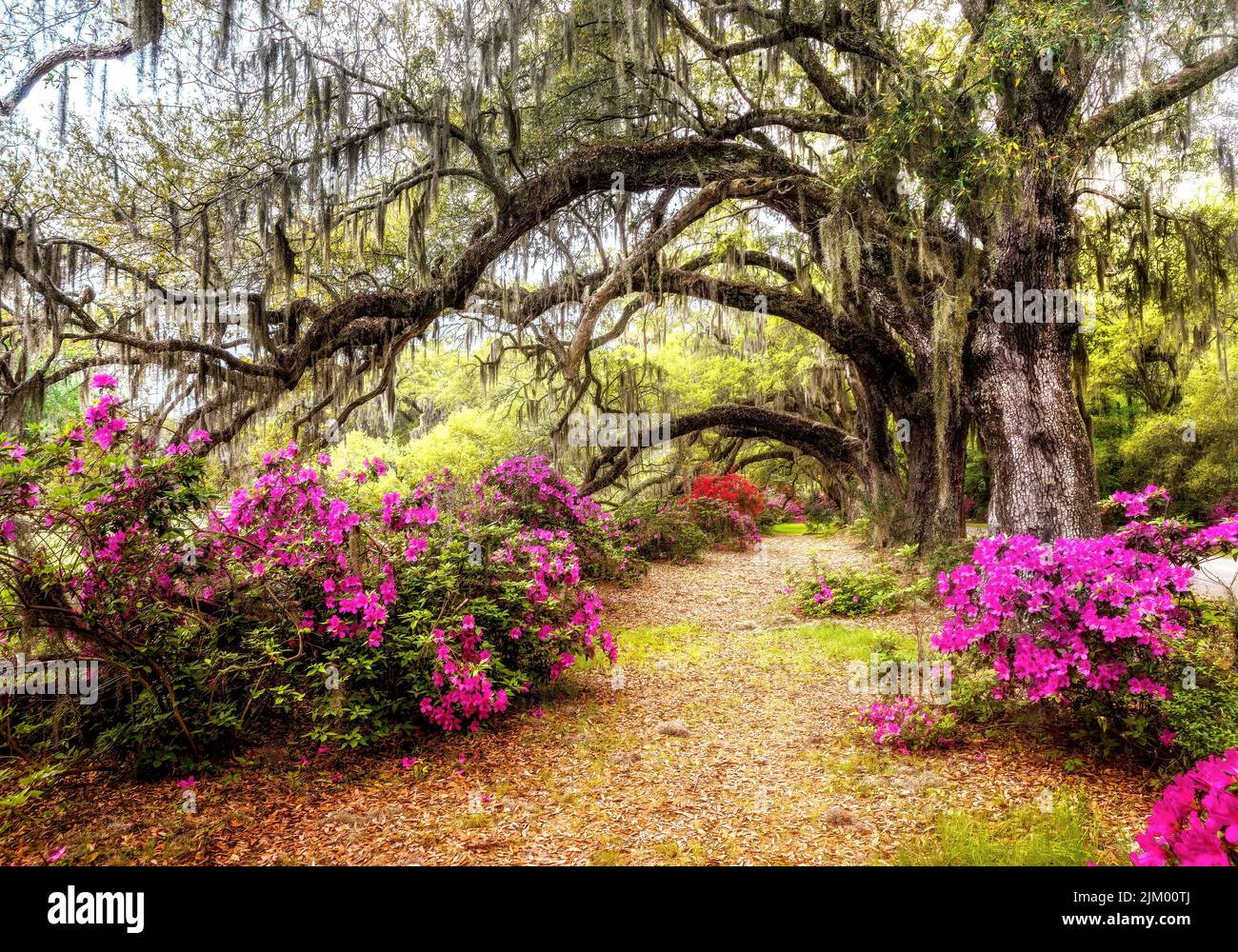 A long row of oak trees at the Magnolia Plantation in Charleston, South Carolina Stock Photo