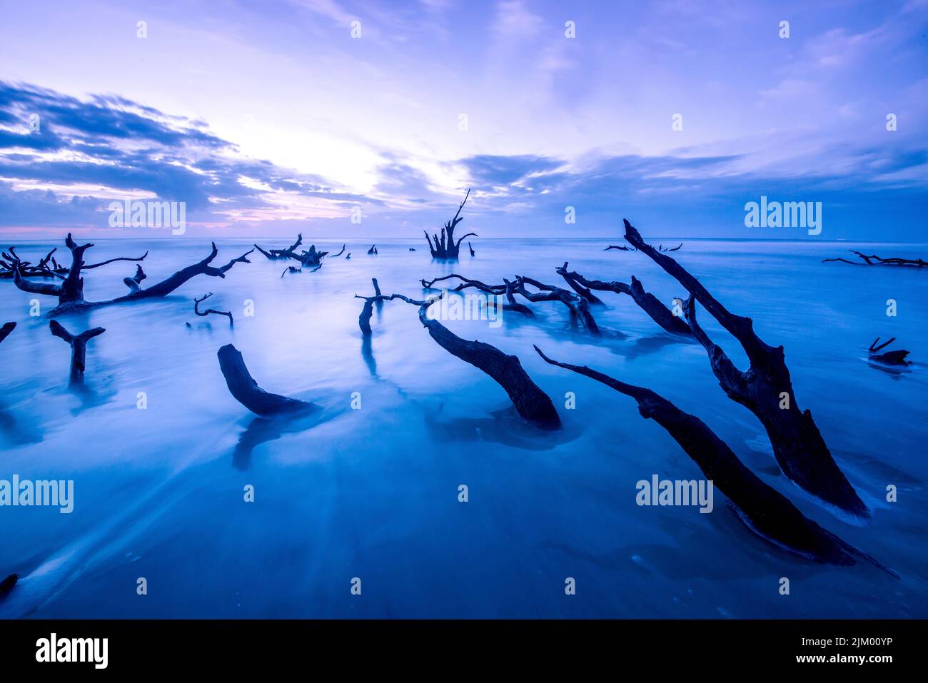 A breathtaking view of dead tree driftwood at high tide in the ocean in