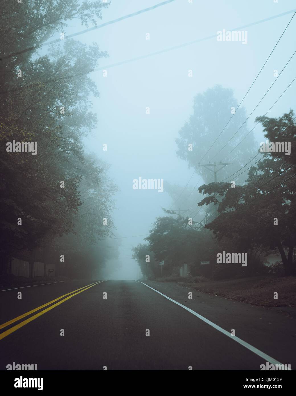 A view of a long road surrounded by high trees on a foggy day Stock ...