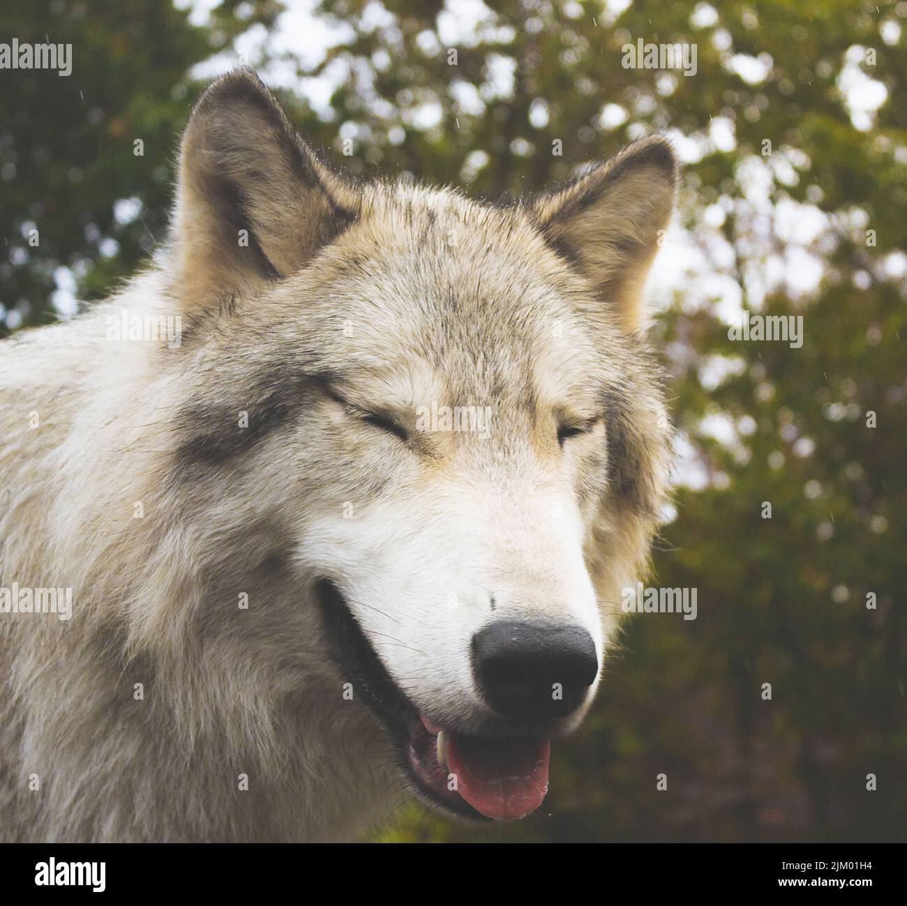 A shallow focus portrait of adorable wolf Stock Photo