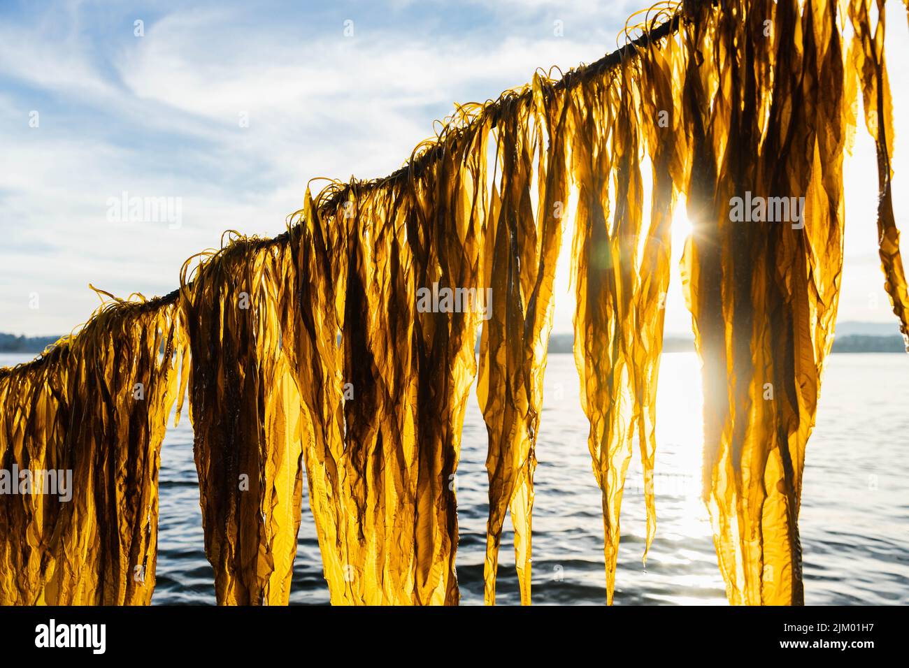 Fresh Alaria Seaweed being Harvested from the Pacific Ocean, Dripping in the Bright Sunset against a Blue Sky Stock Photo