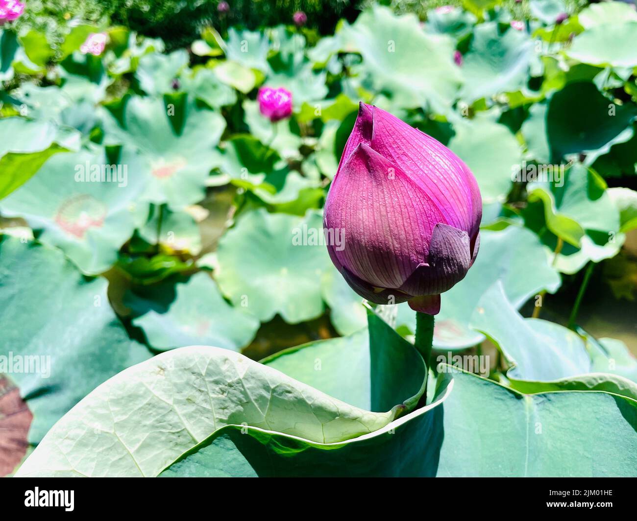 A closeup shot pf a pink lotus blooming in the garden in bright sunlight with blurred background Stock Photo