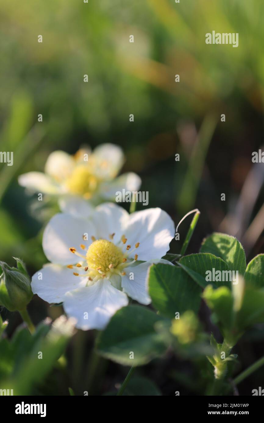 A shallow focus shot of Fragaria Viridis flowers in a garden on a sunny day with blurred background Stock Photo
