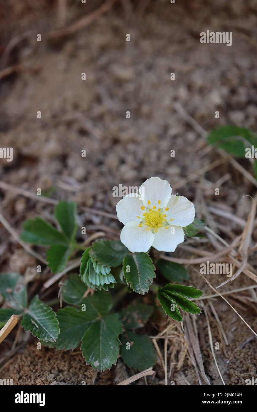 A closeup shot of a Fragaria Viridis flower with green leaves in the ground in a garden in daylight Stock Photo