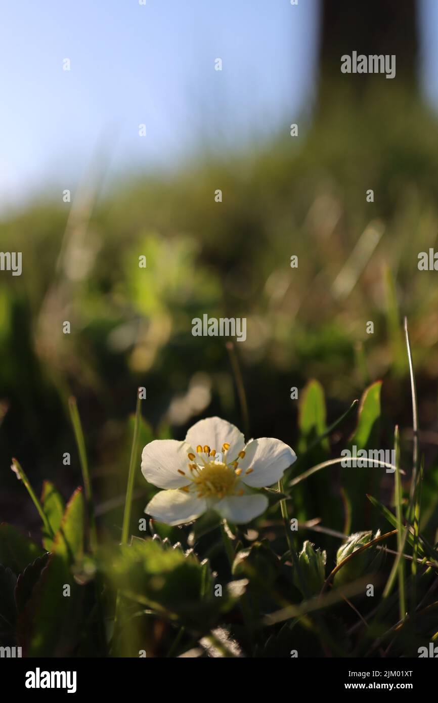 A shallow focus shot of a Fragaria Viridis flower in a garden on a sunny day with blurred background Stock Photo