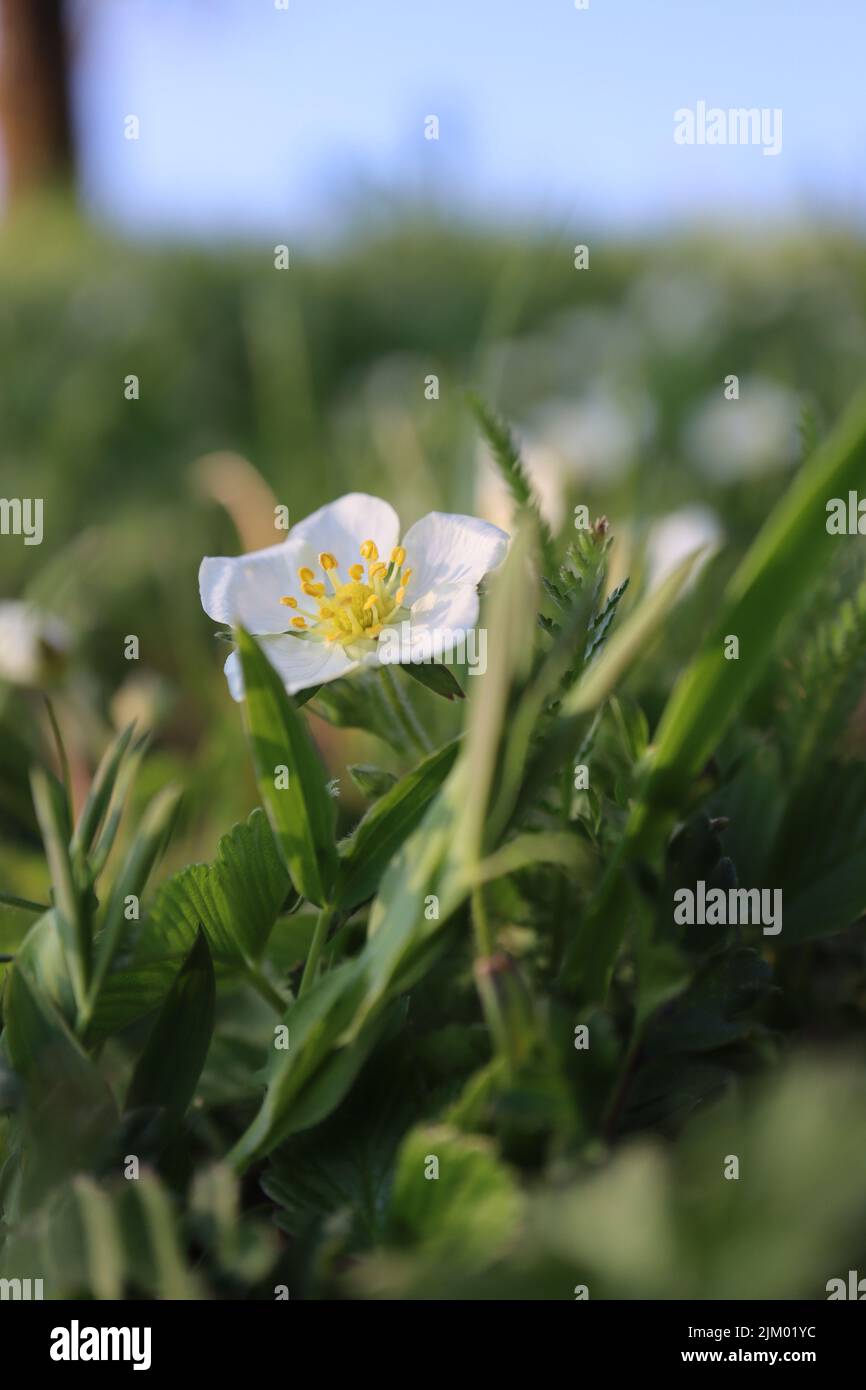 A shallow focus shot of Fragaria Viridis flowers in a garden on a sunny day with blurred background Stock Photo