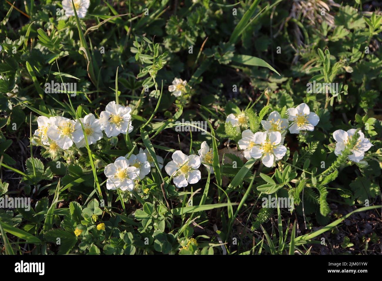 A closeup shot of a Fragaria Viridis flowers with green leaves on the ground in a garden in daylight Stock Photo