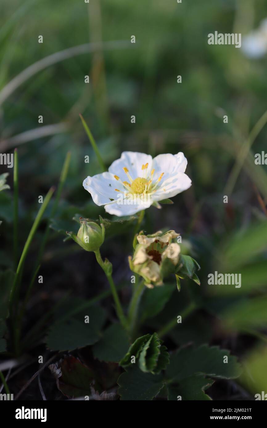 A closeup shot of cloudberry flowers blooming in the garden on a sunny day with blurred background Stock Photo