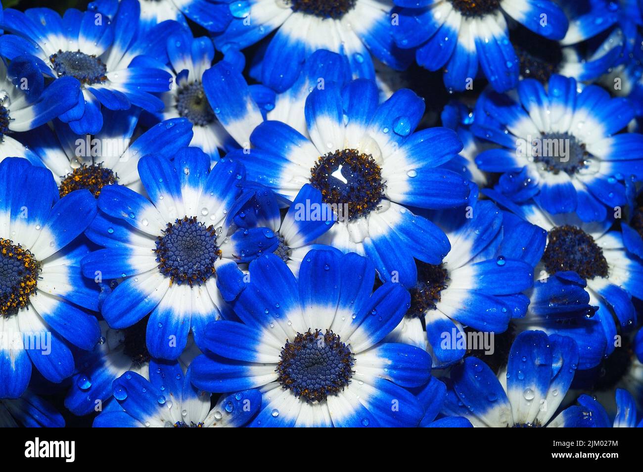 A beautiful shot of a lot of blue cineraria in a meadow Stock Photo