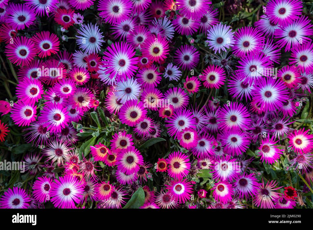 A beautiful shot of a lot of Mesembryanthemum flowers in a meadow Stock Photo