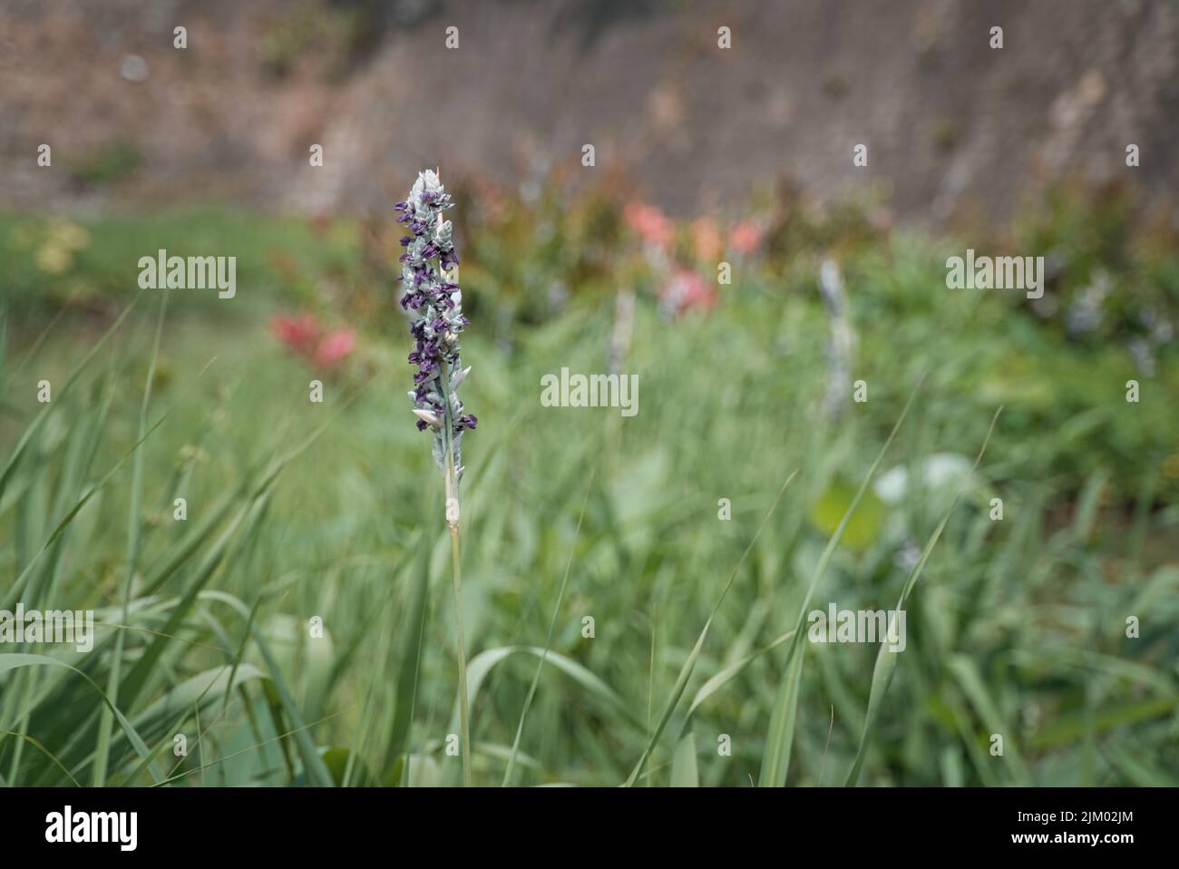 A closeup of a Schizonepeta herb growing in a green field Stock Photo ...