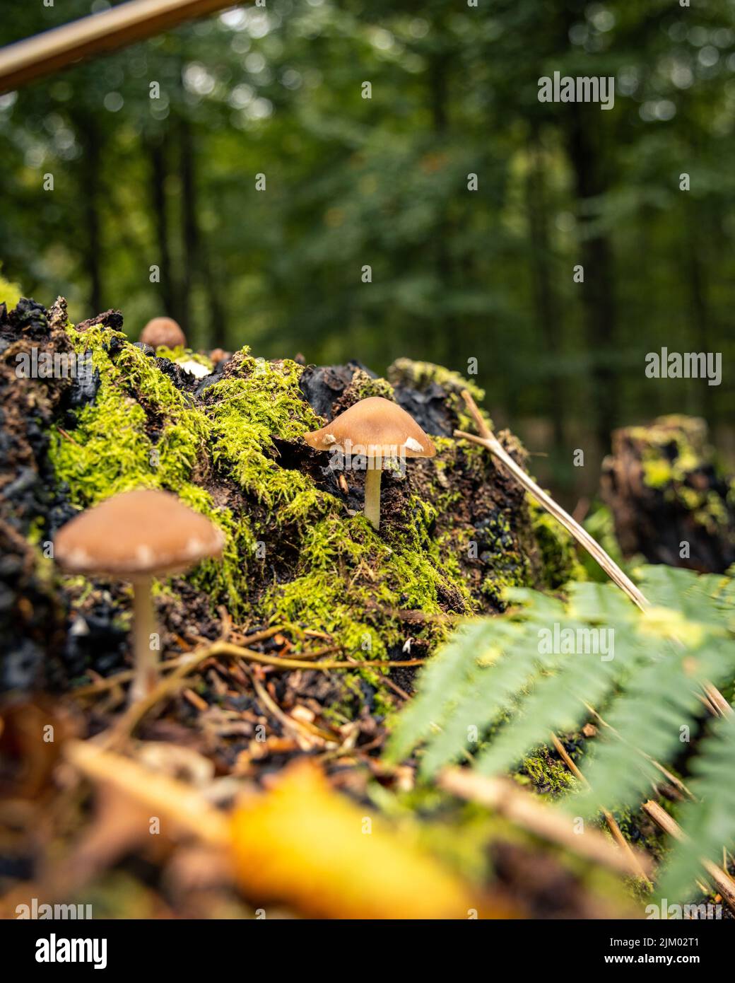 A vertical closeup of small mushrooms growing in the soil at a forest