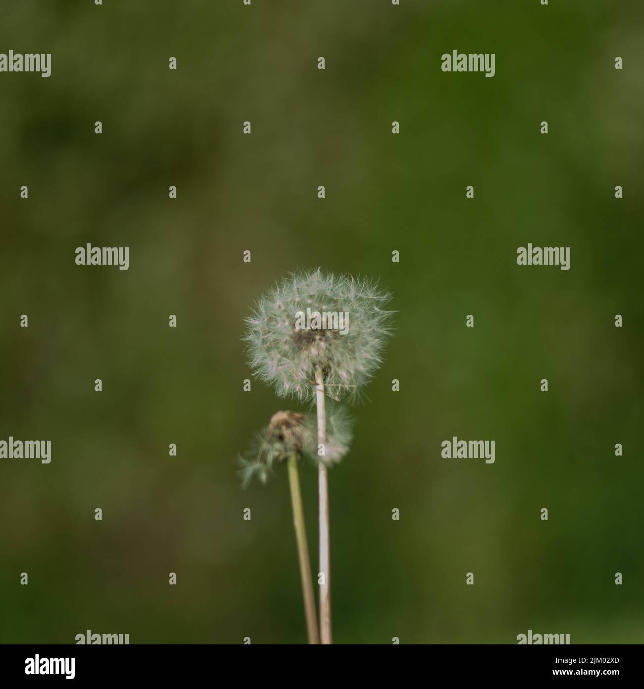 Spring S Whisper: Dandelion Meadow Bathed in Evening Light Stock Image -  Image of idyllic, china: 291028515