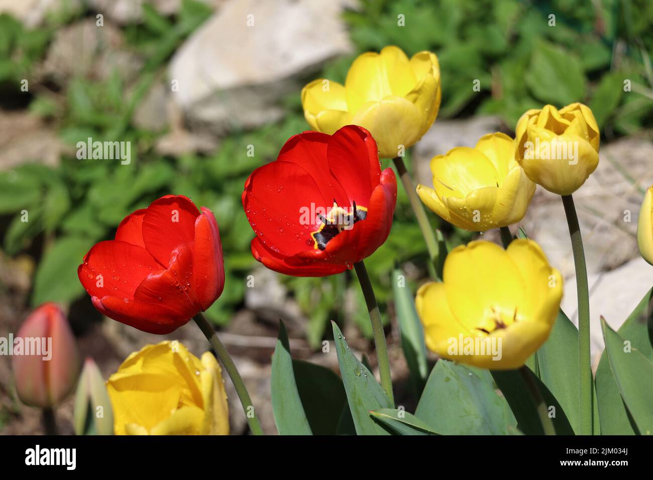Beautiful red tulips in spring in the flowerbed Stock Photo - Alamy