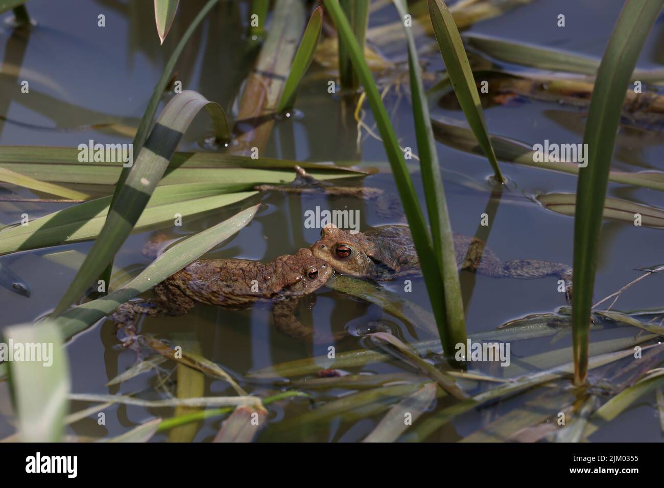 Toads in the breeding season in a pond. Stock Photo