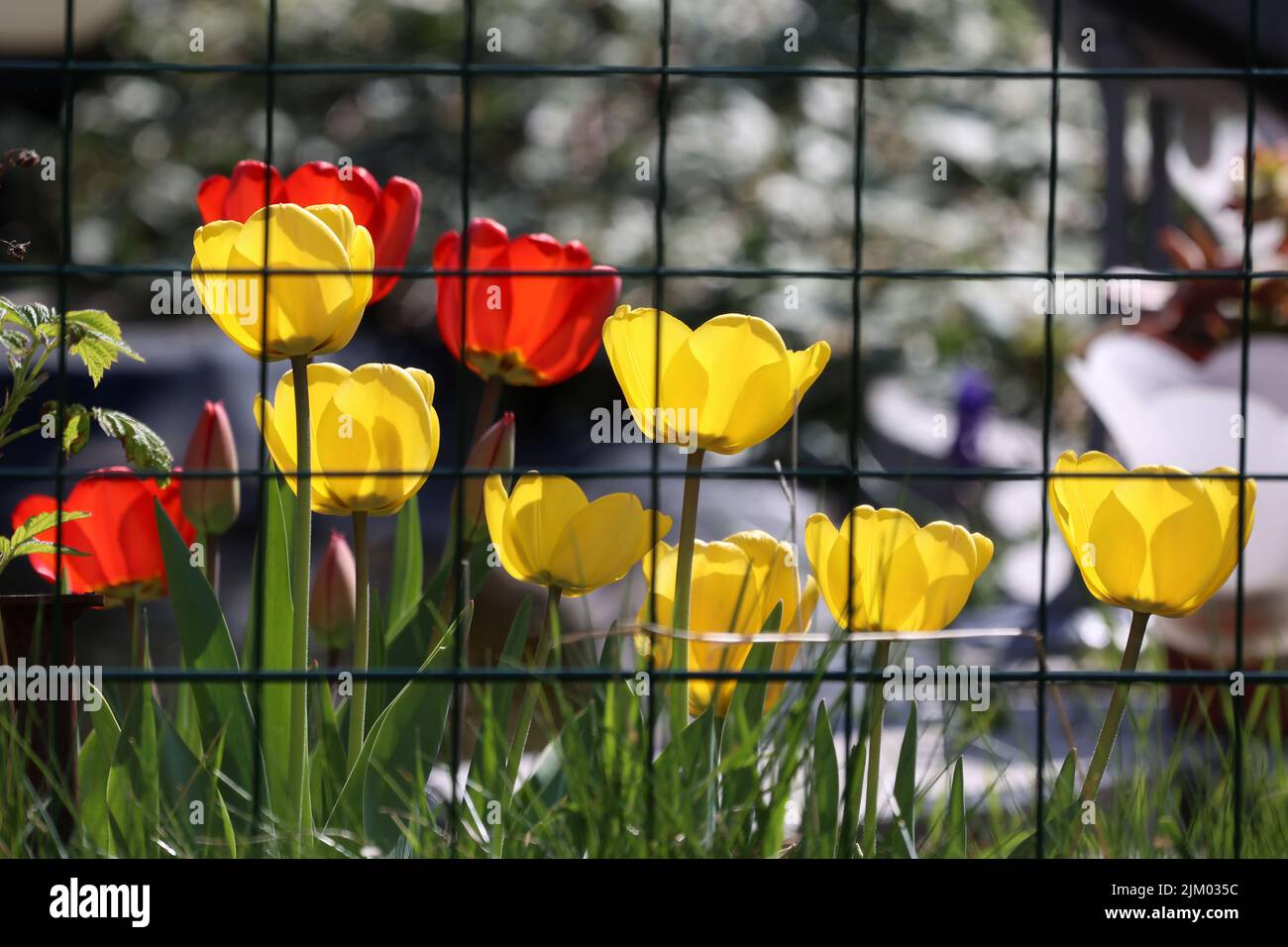Beautiful red tulips in spring in the flowerbed Stock Photo - Alamy