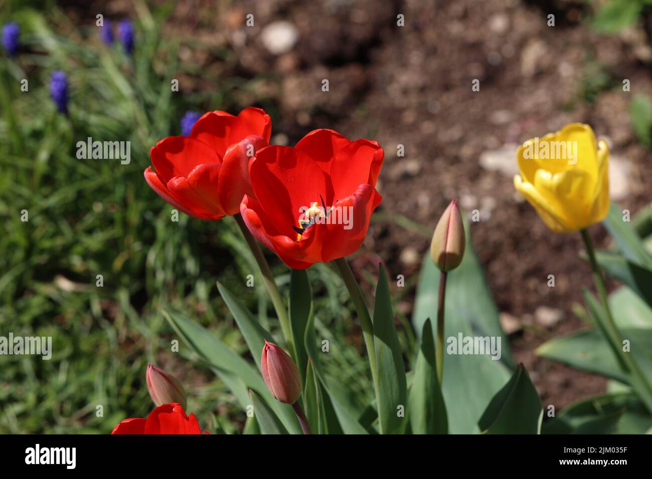 Beautiful red tulips in spring in the flowerbed Stock Photo - Alamy