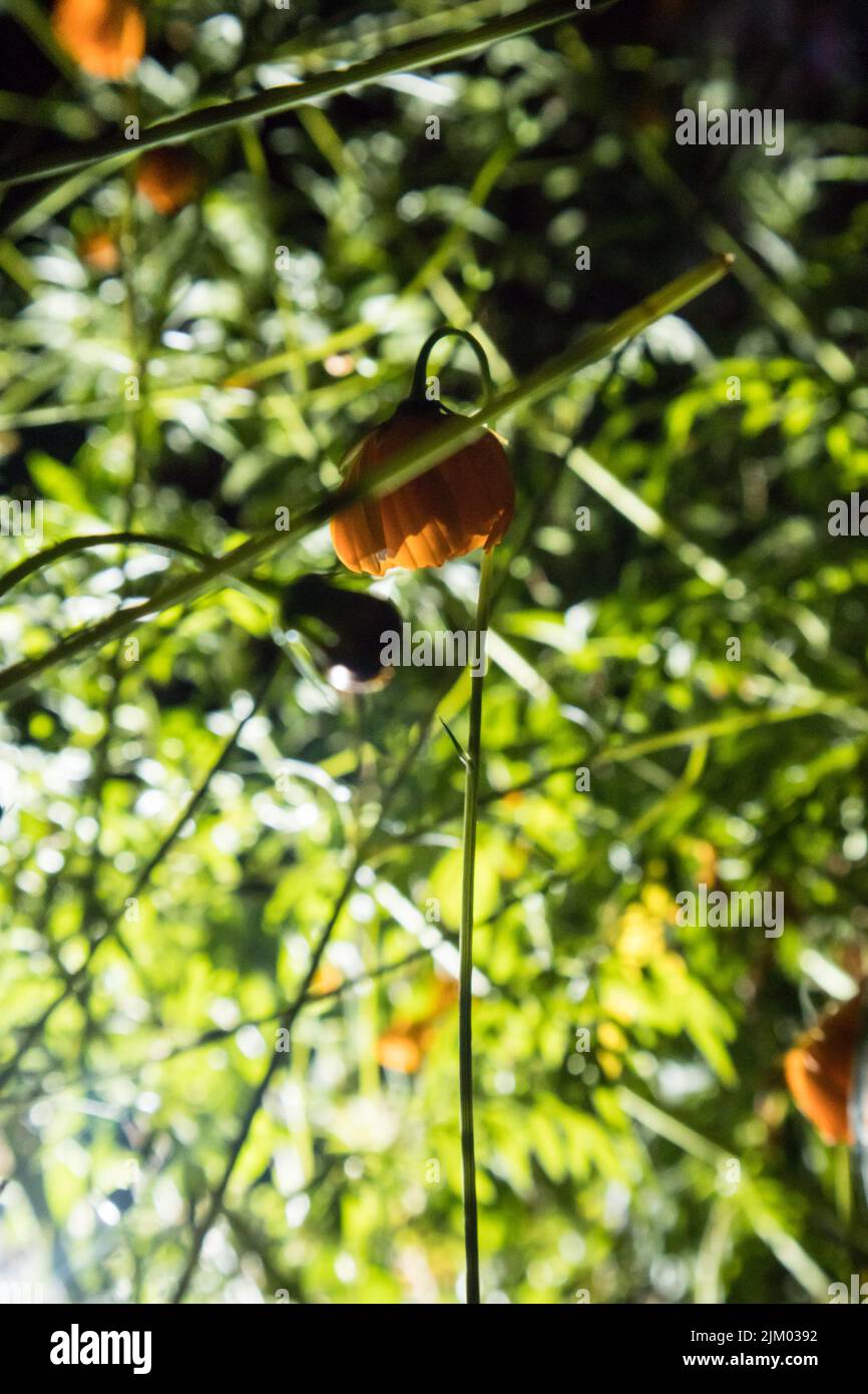 A bottomup photo of a flower plant at night. The flower looks very
