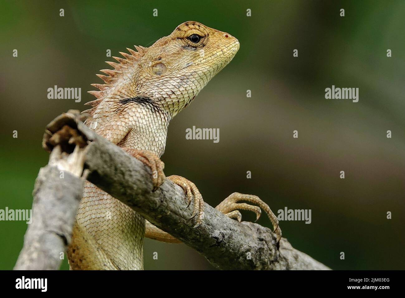 A closeup shot of a beautiful lizard on the blurry background Stock Photo