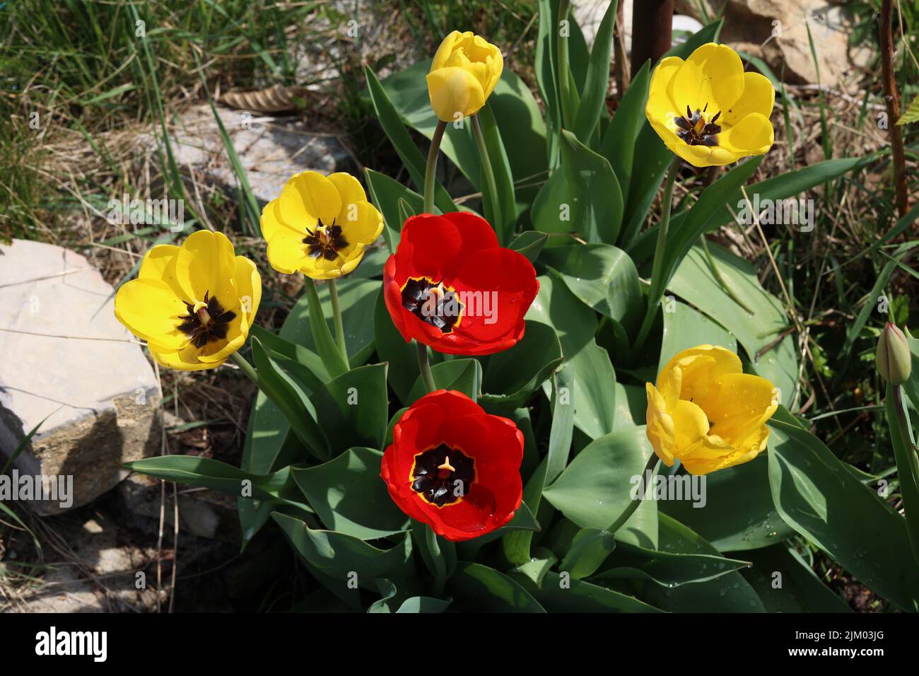 Beautiful red tulips in spring in the flowerbed Stock Photo - Alamy