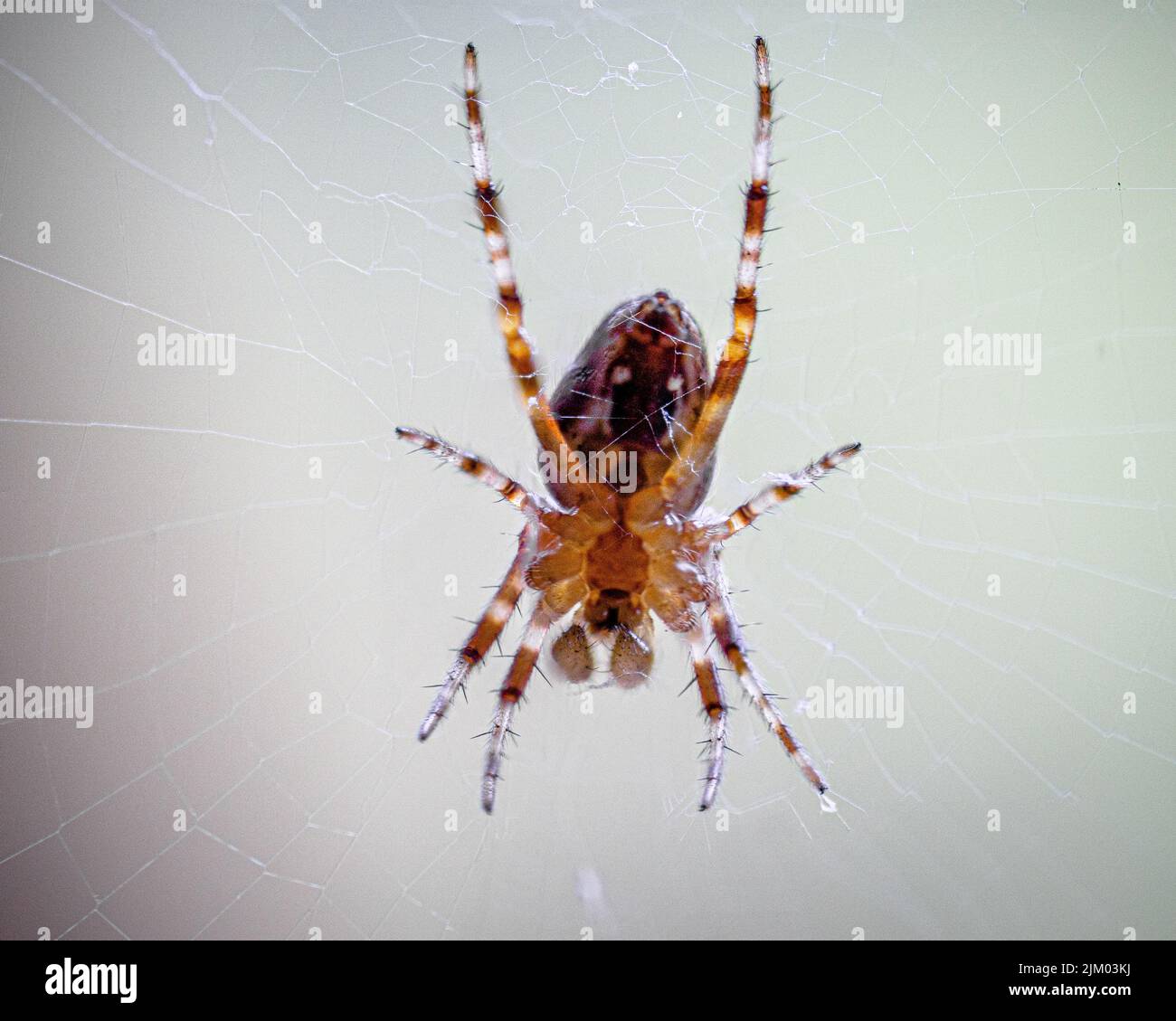 A closeup shot of a European garden spider on his web Stock Photo - Alamy