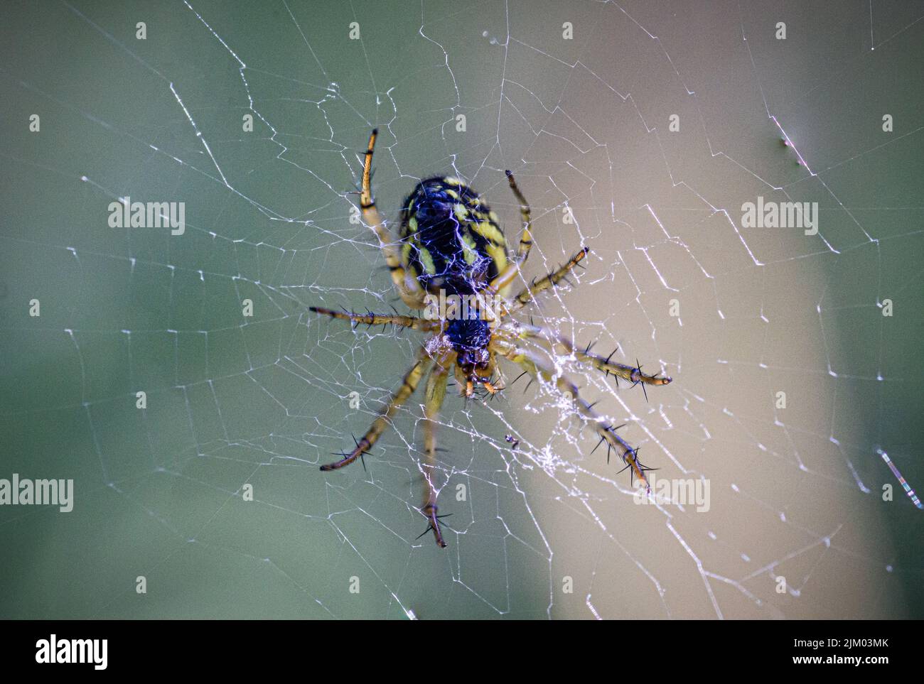 A closeup shot of a European garden spider on his web Stock Photo - Alamy