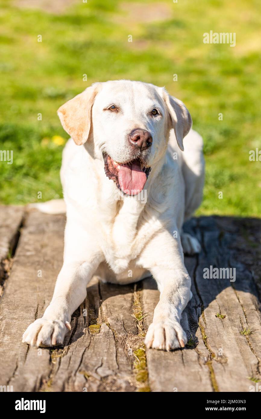 Picture of Labrador is lying on wood with green grass background Stock Photo - Alamy