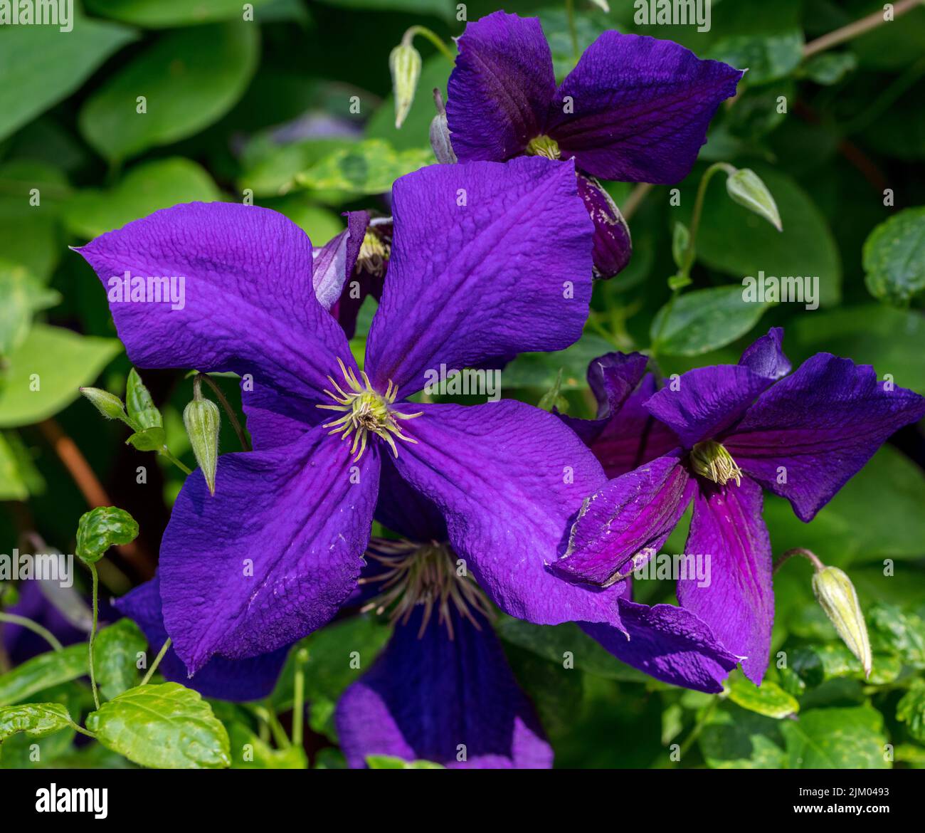 'Jackmanii' Late large-flowered group, klematis (Clematis hybrid) Stock Photo