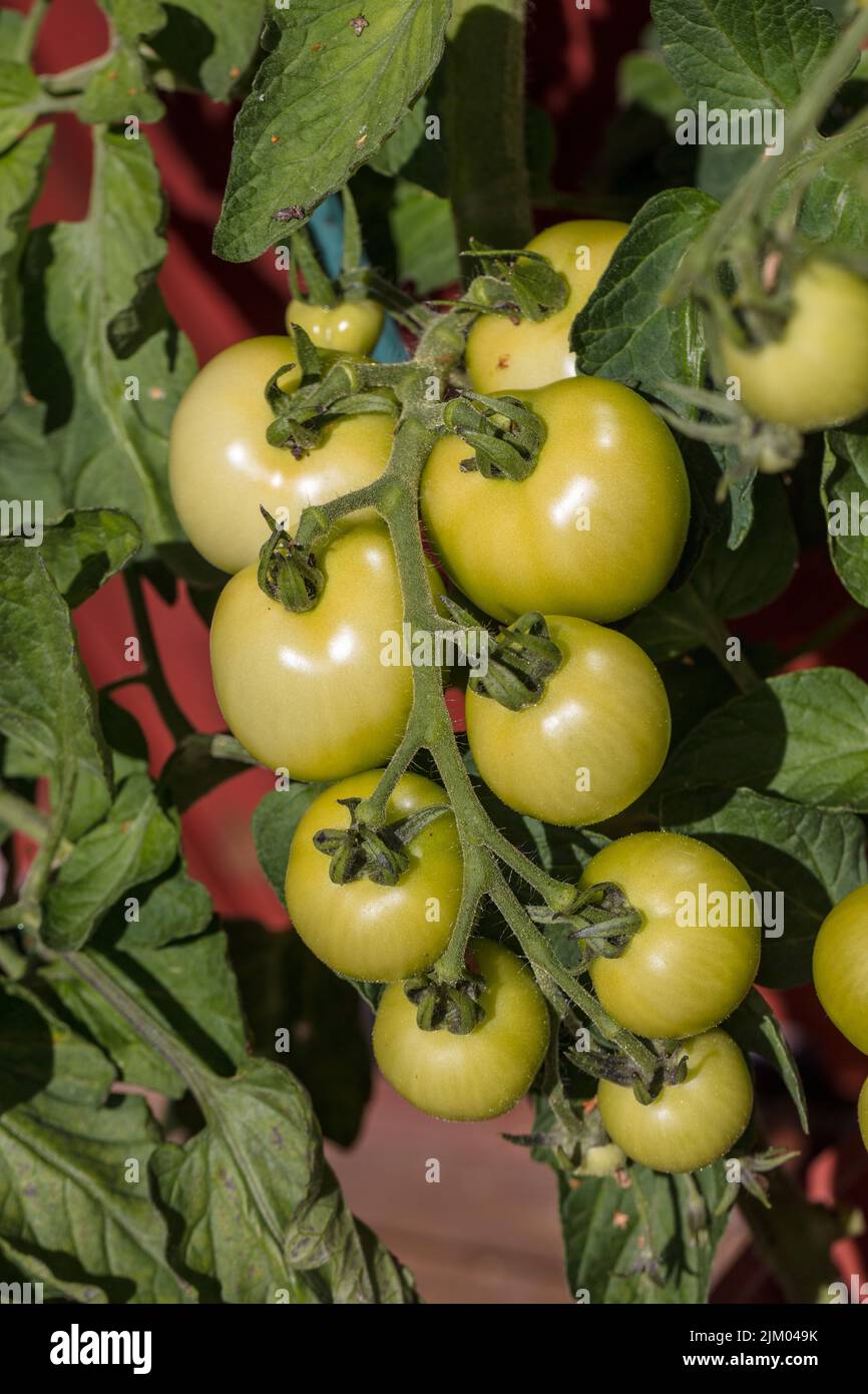 'Alicante' Tomato, Tomat (Solanum lycopersicum) Stock Photo