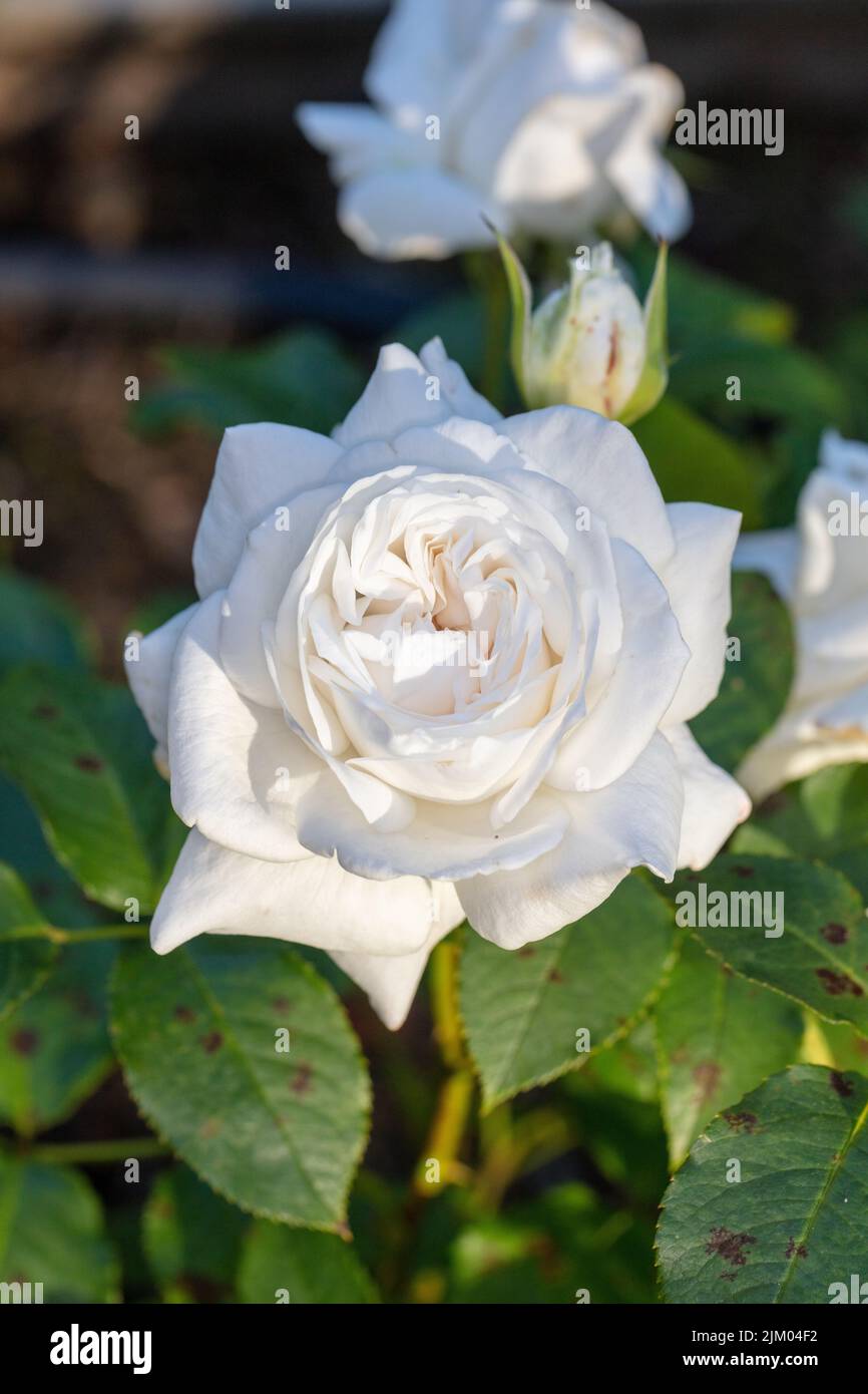 'Annapurna' Hybrid Tea Rose, Tehybridros (Rosa) Stock Photo