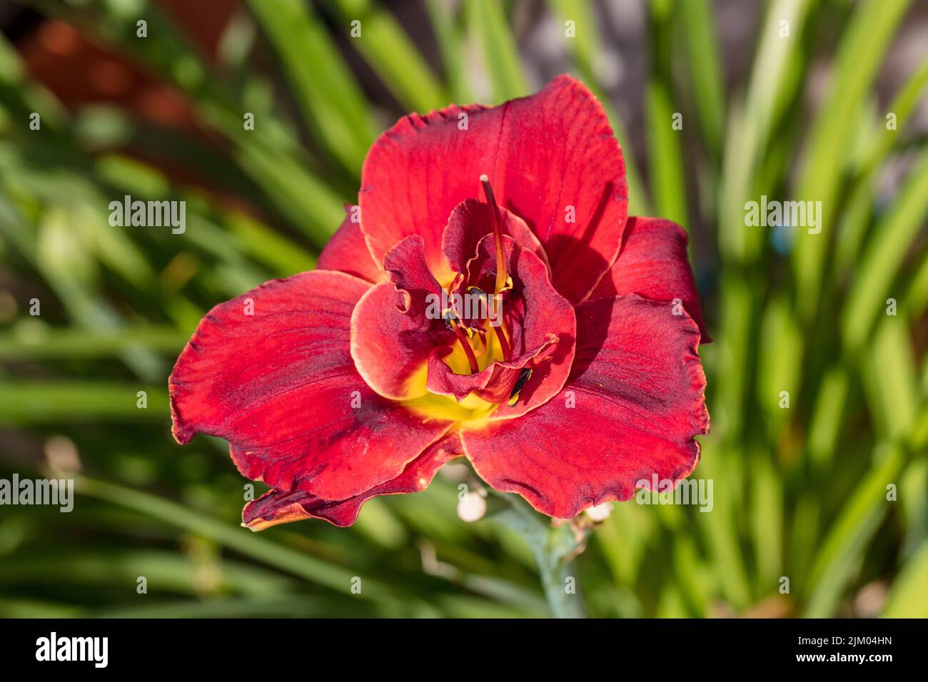 ‘Highland Lord’ Daylily, Daglilja (Hemerocallis Stock Photo - Alamy