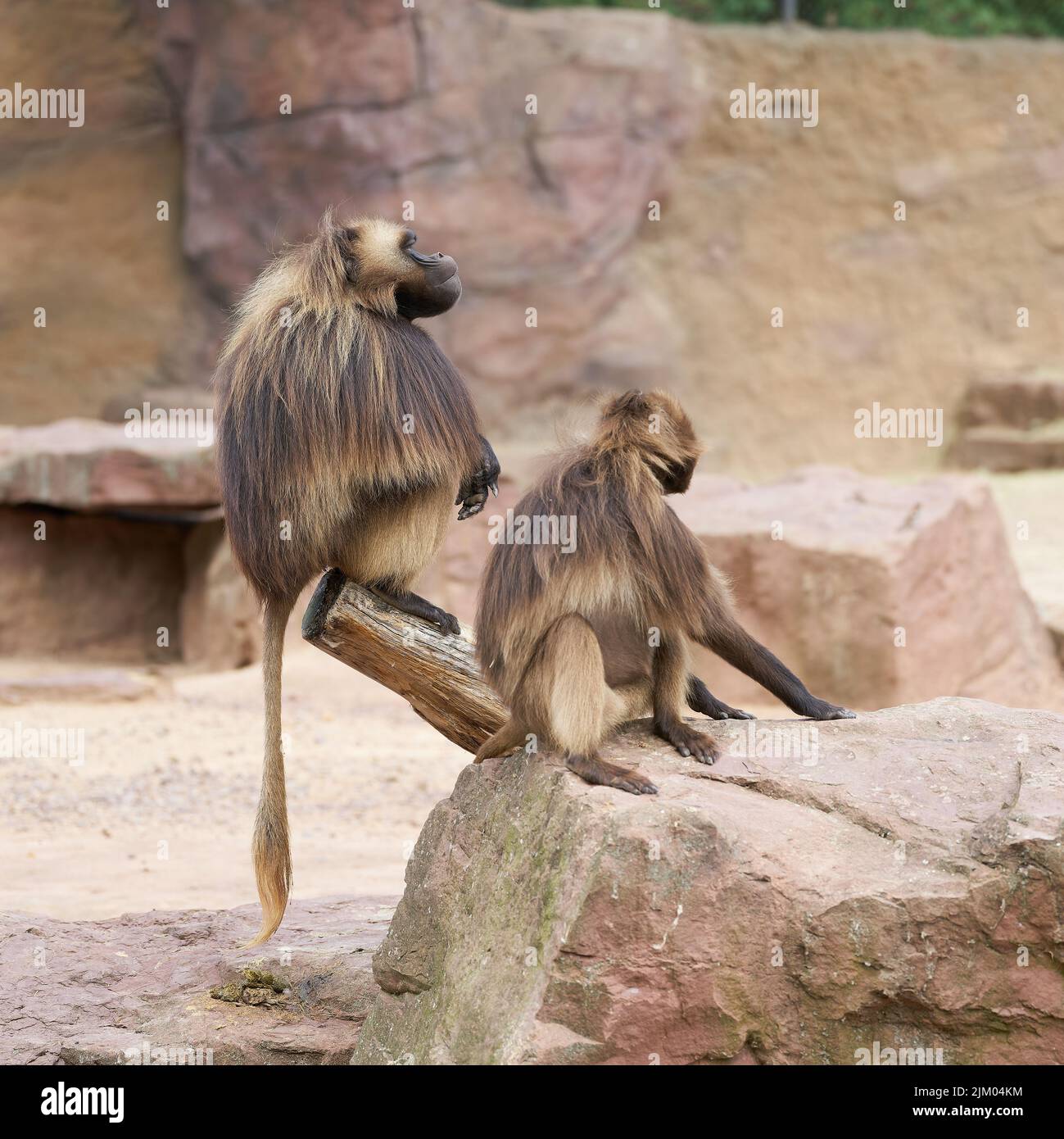Two captive bleeding heart monkey or gelada baboon, Theropithecus gelada sitting on a rock Stock Photo