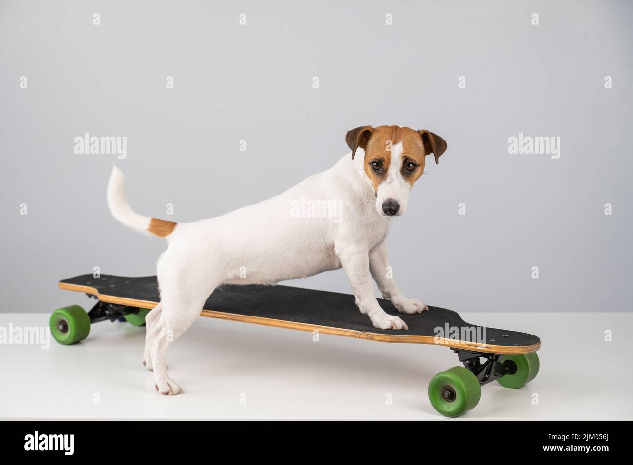 Dog jack russell terrier posing on a longboard in front of a white