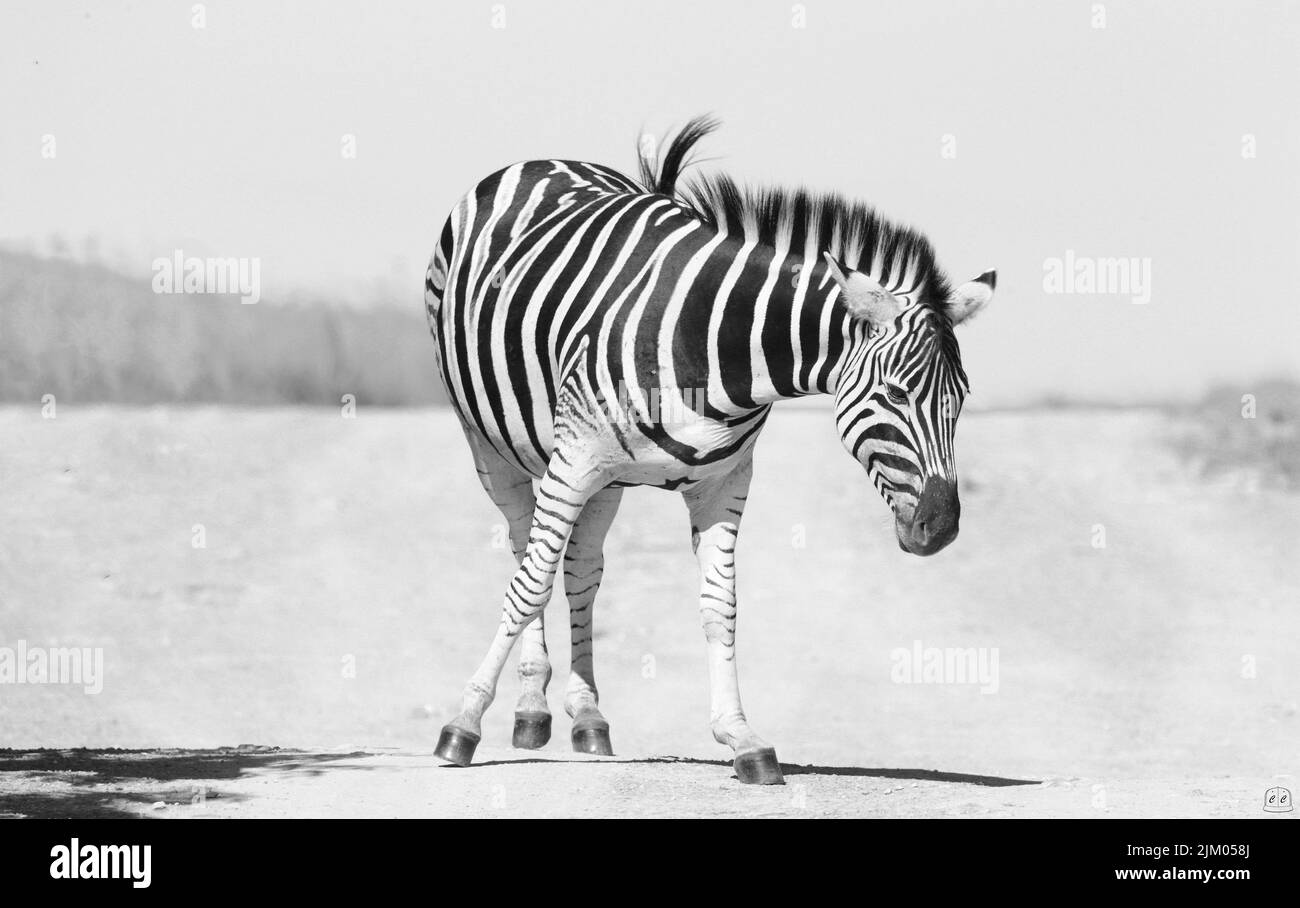 A grayscale of Burchell's zebra walking along a road Stock Photo