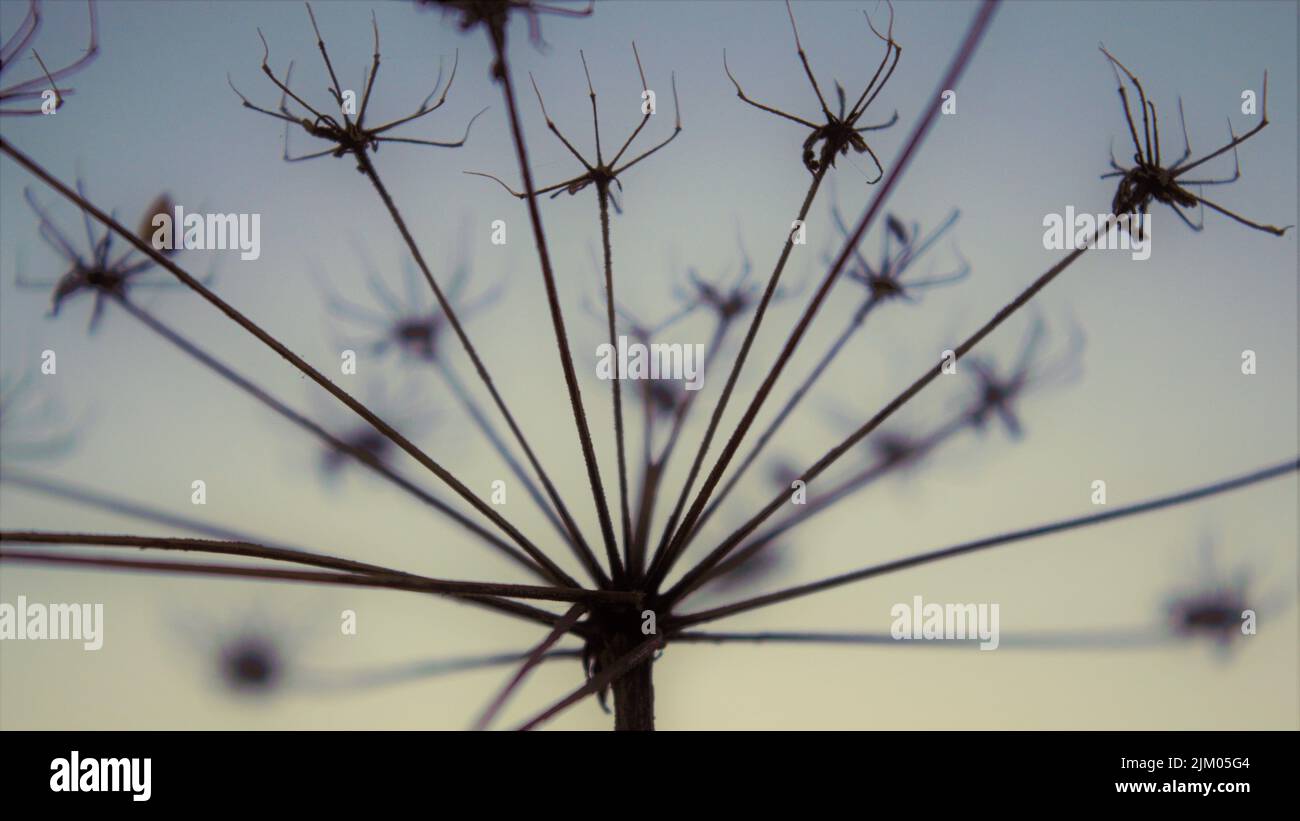 A closeup of a dried parsley plant on a sunset sky background Stock Photo