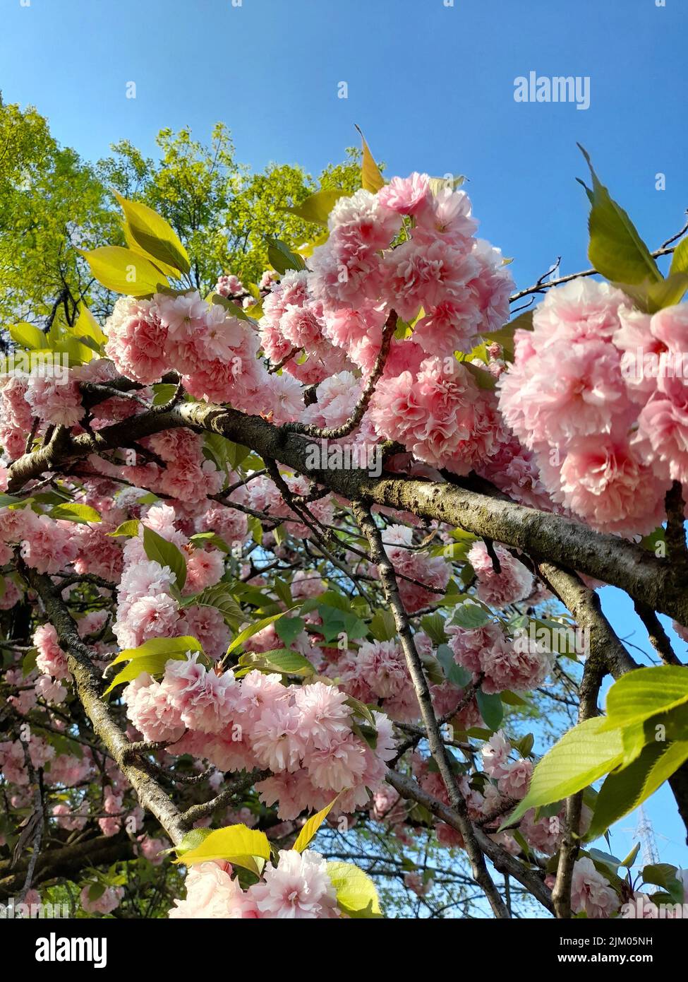 Pink cherry blossom flowers in the sun Stock Photo