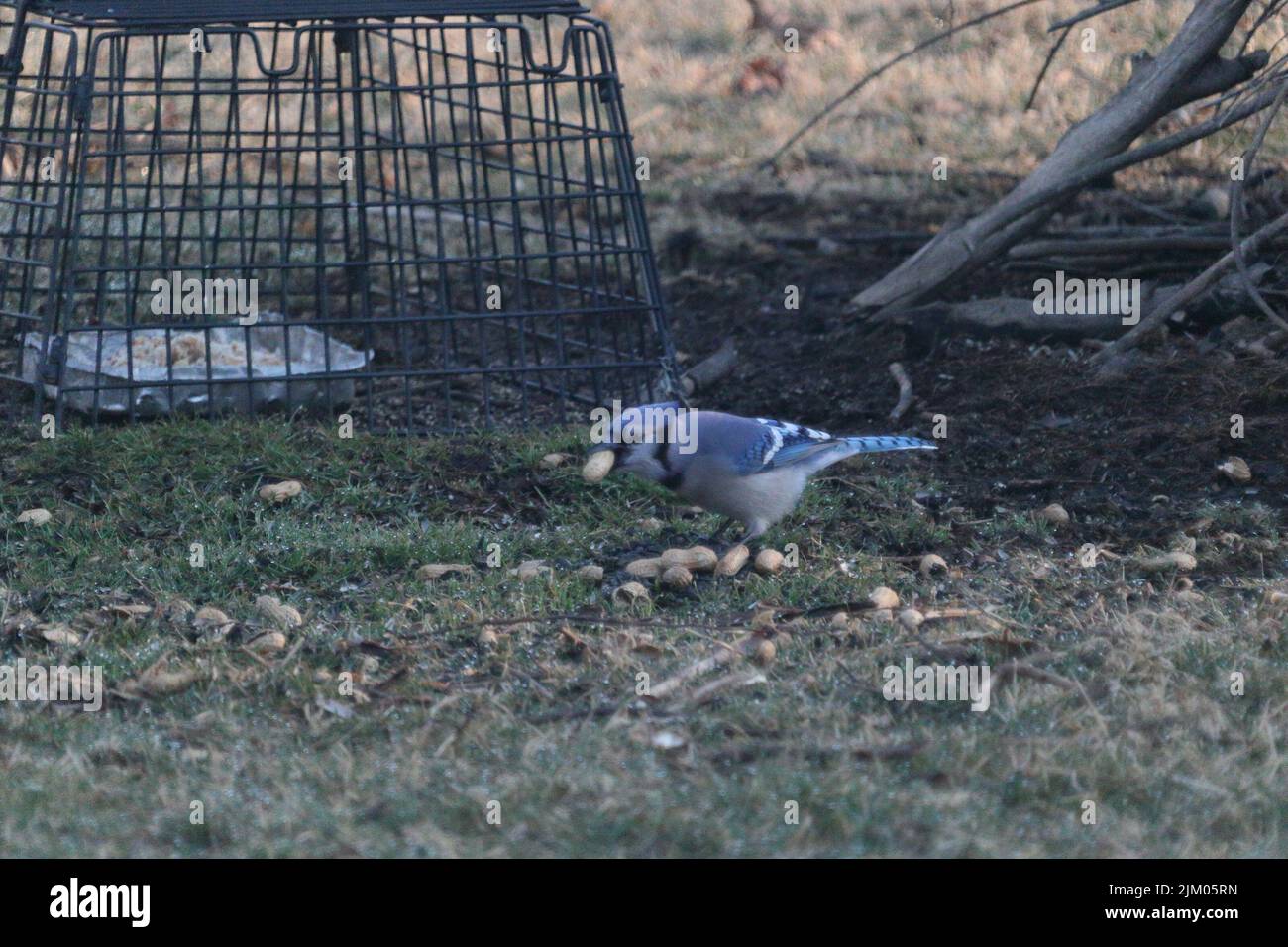 The Blue Jay eating some seeds on the green grass Stock Photo Alamy