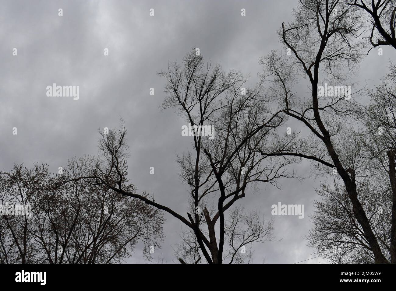 A low angle shot of the cloudy dark sky and the dry trees in daytime ...